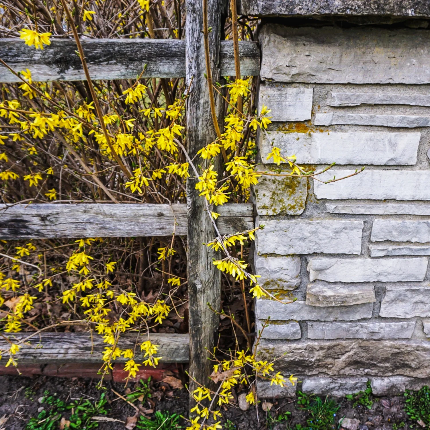 Forsythia for Ann - March 2016