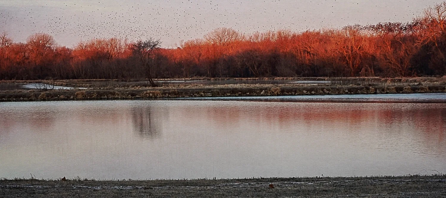 Sunrise Treetops with Birds - March 2016