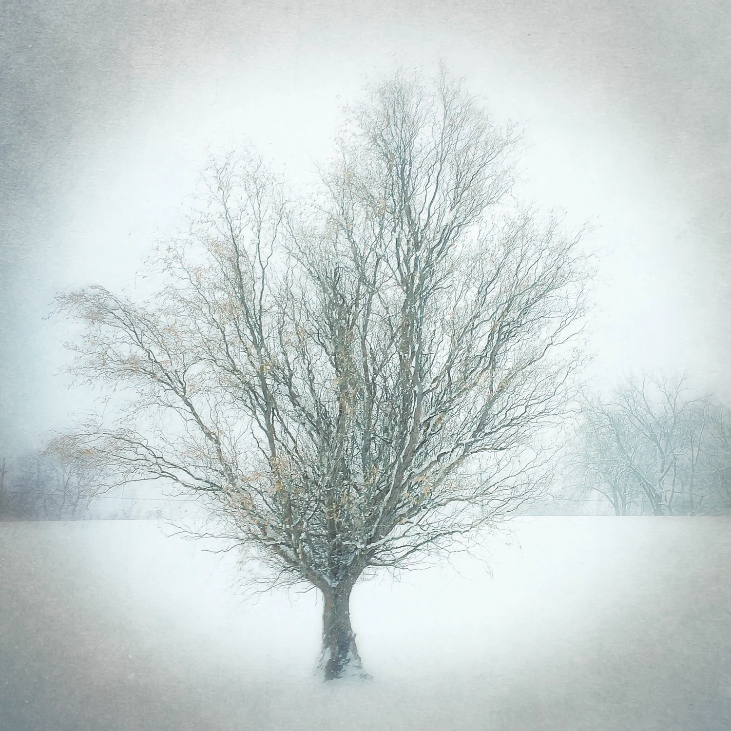 The Wind Tree - February 2015