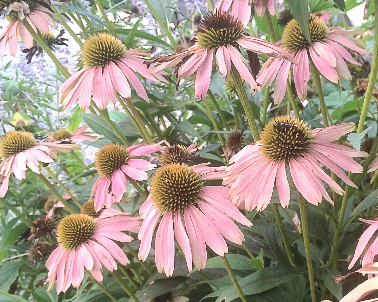 Echinacea - Sept. 2015, Guilford, CT