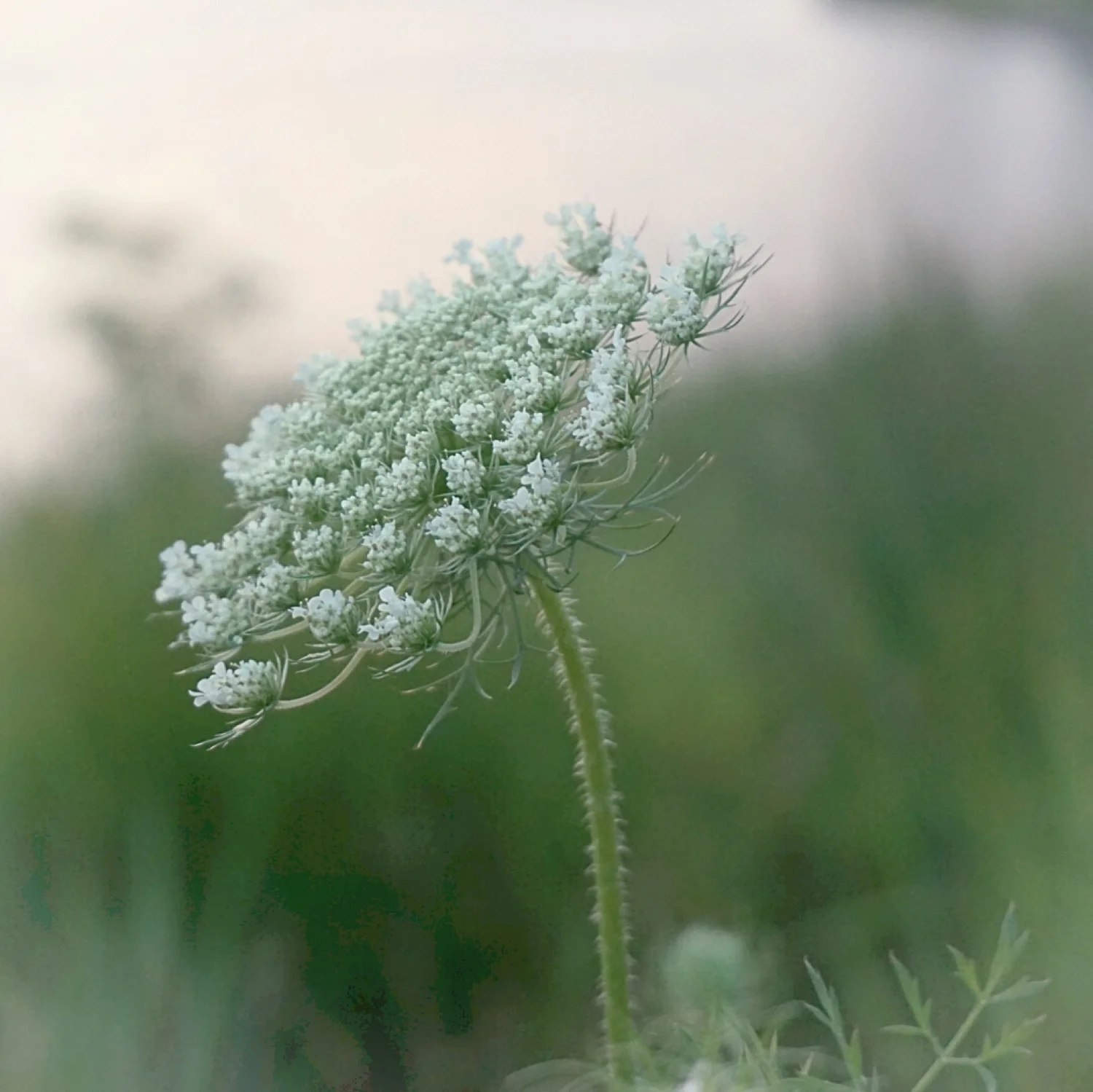 Queen Anne's Laces - July 2015, DM Ditch