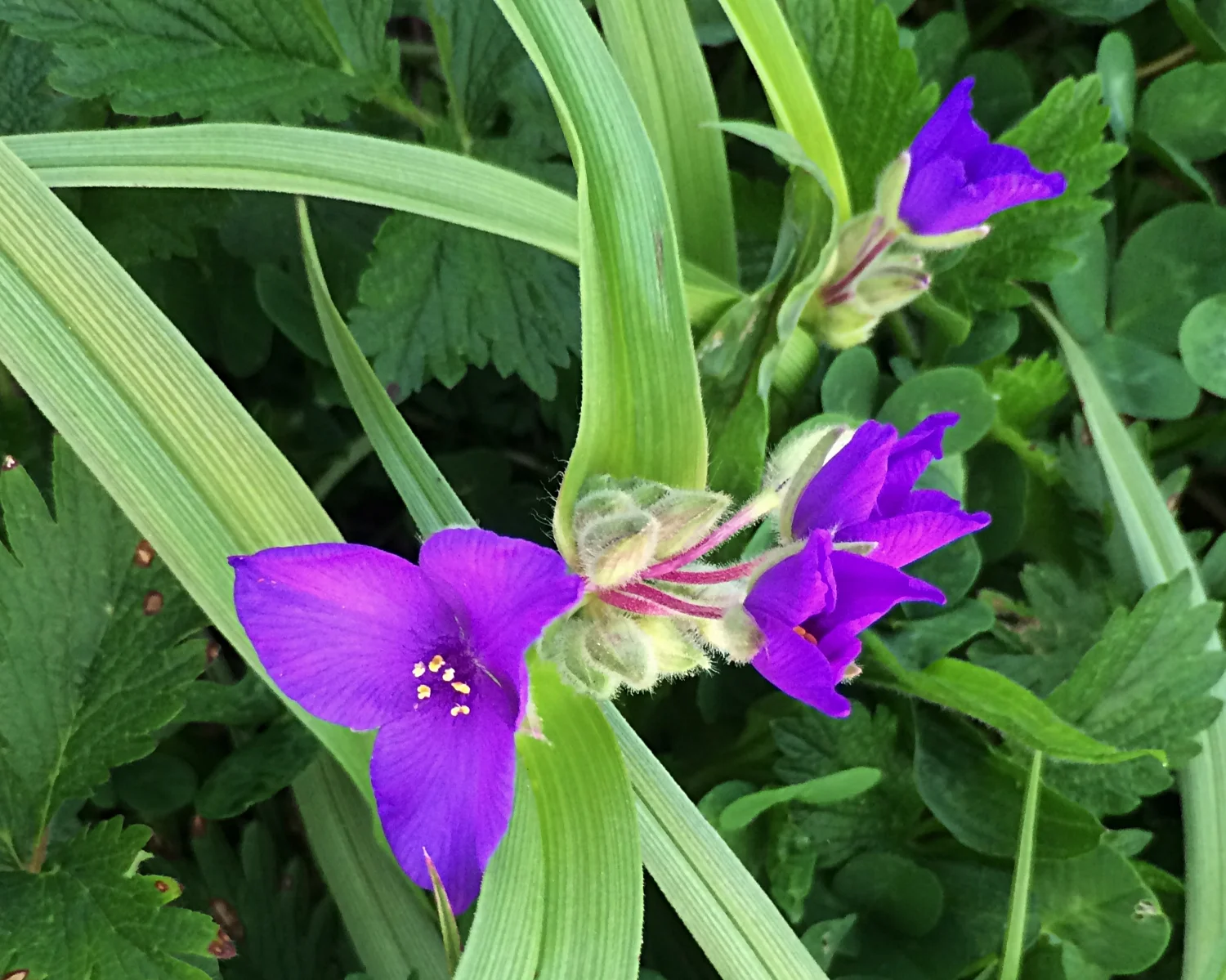 Spiderwort - May 2015, Gray's Lake