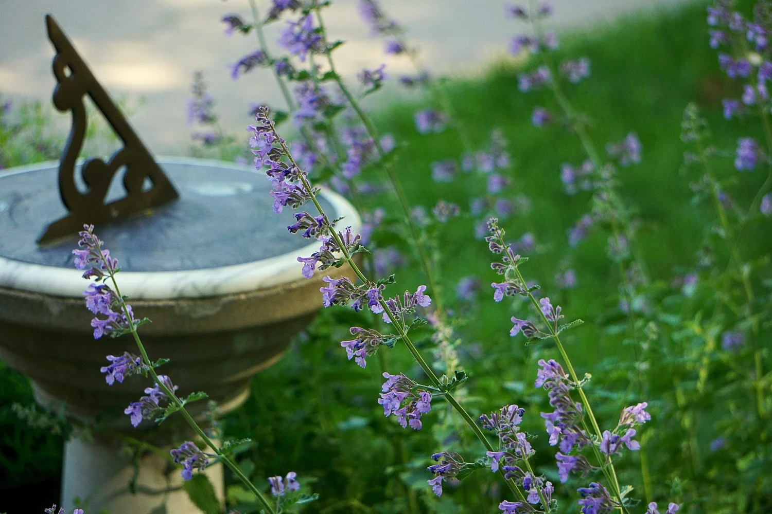 Catmint and Sundial - May 2017 , Des Moines, IA