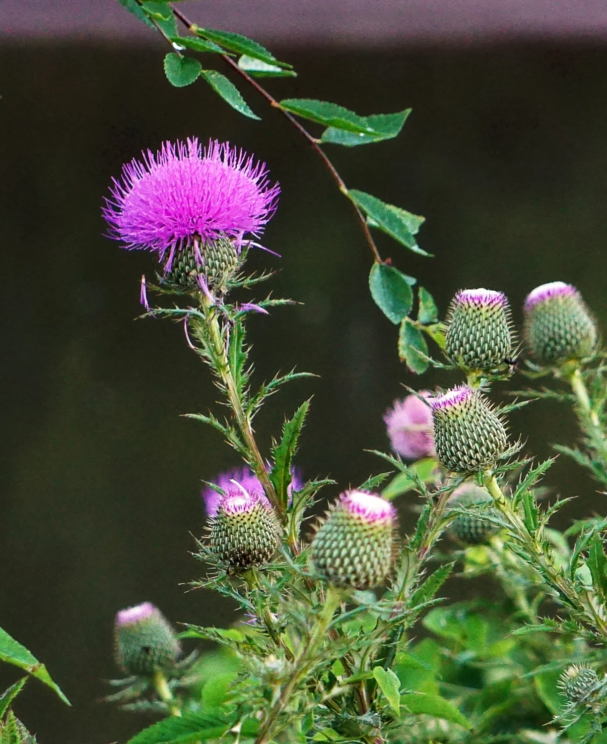 Battle Thistle - August 2017