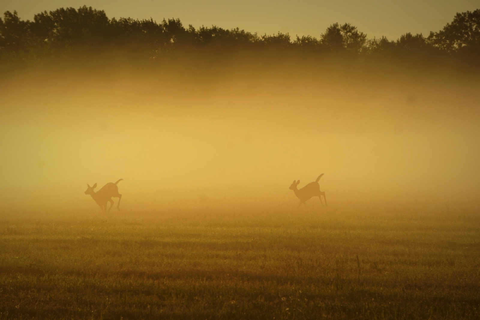 Foggy Frolic - May 2018