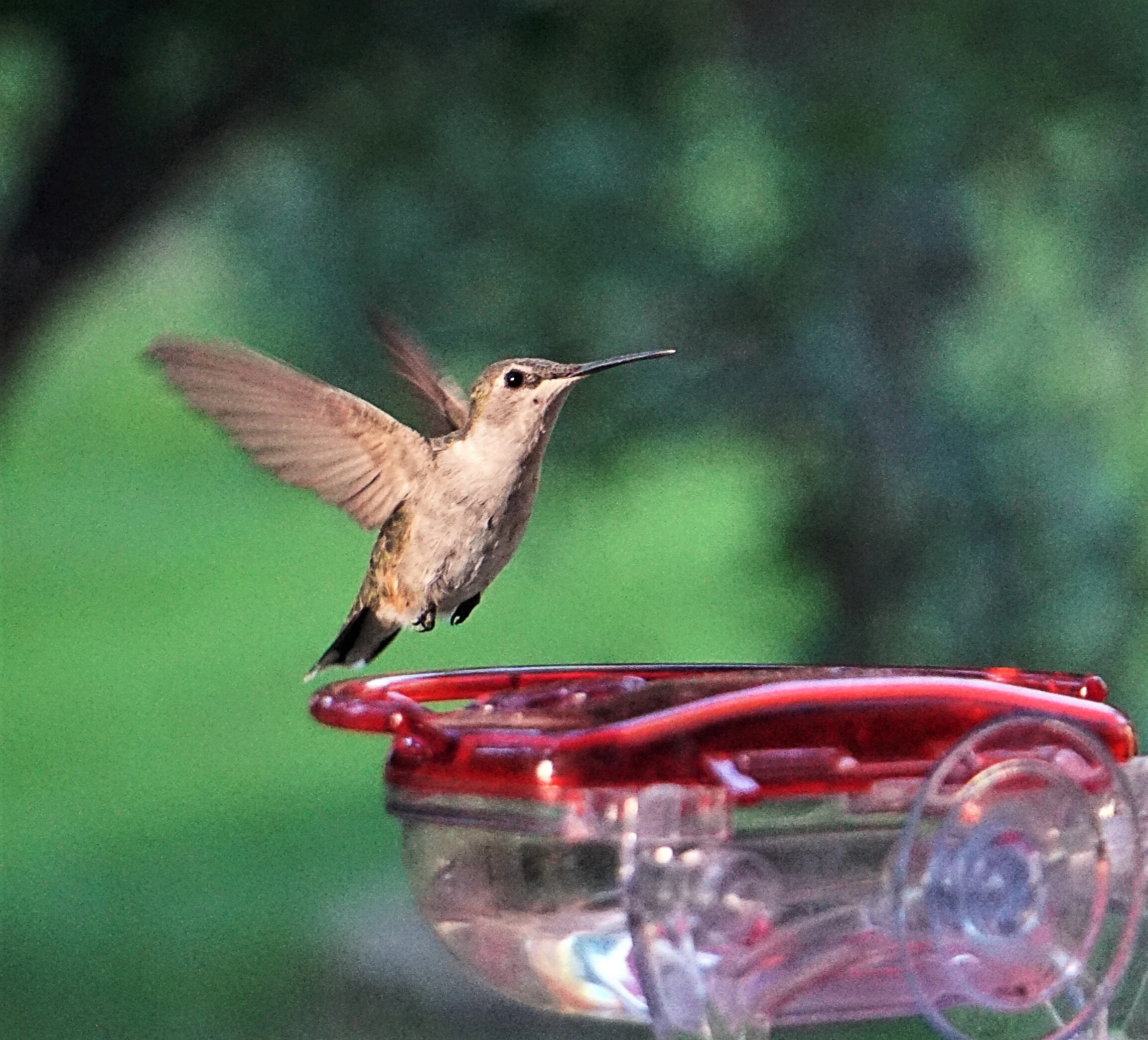 Hummy Time in My Garden - August 2018