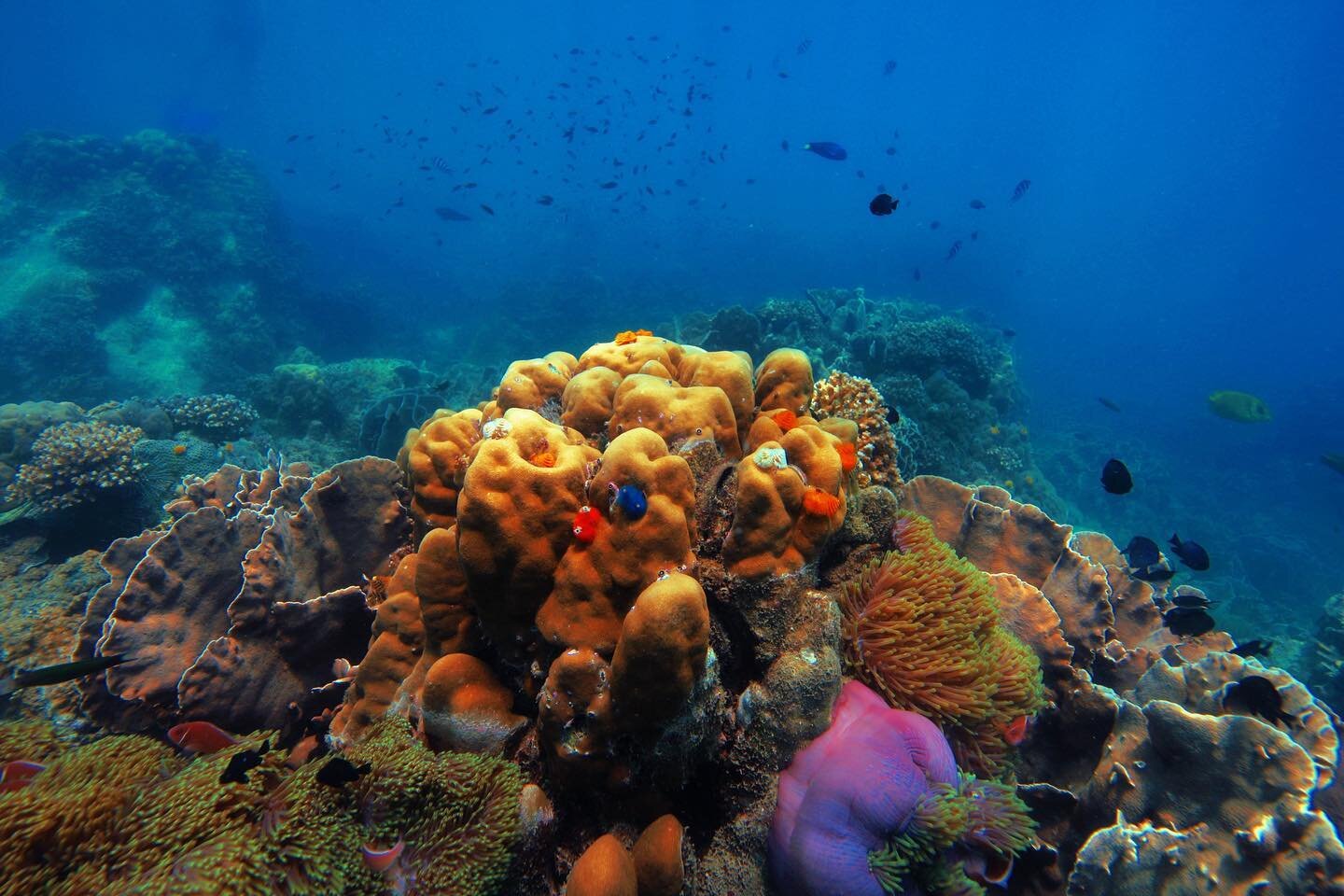 In honour of World Oceans Day tomorrow, we&rsquo;re reflecting on why the protection of our waters is so important, with our friends at @discoversoneva. Coral reefs are a vital marine ecosystem, providing habitat for over a quarter of the world&rsquo