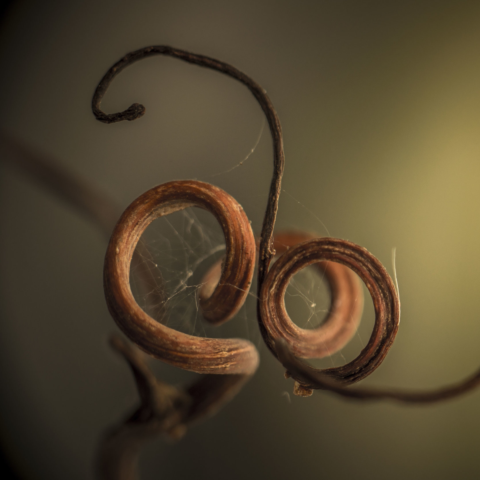 Cep La Chablisienne.jpg