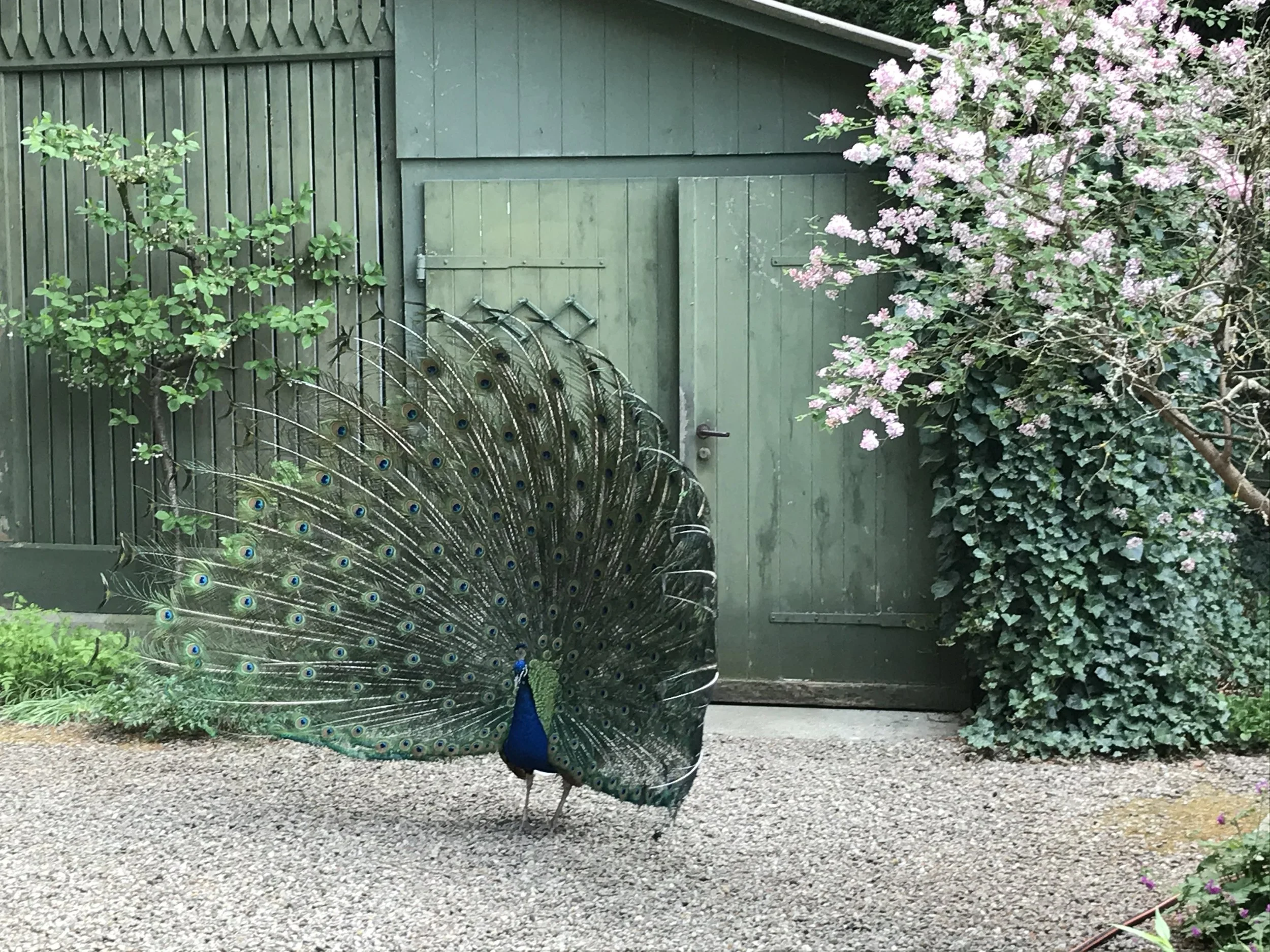 Pfau 2.jpg