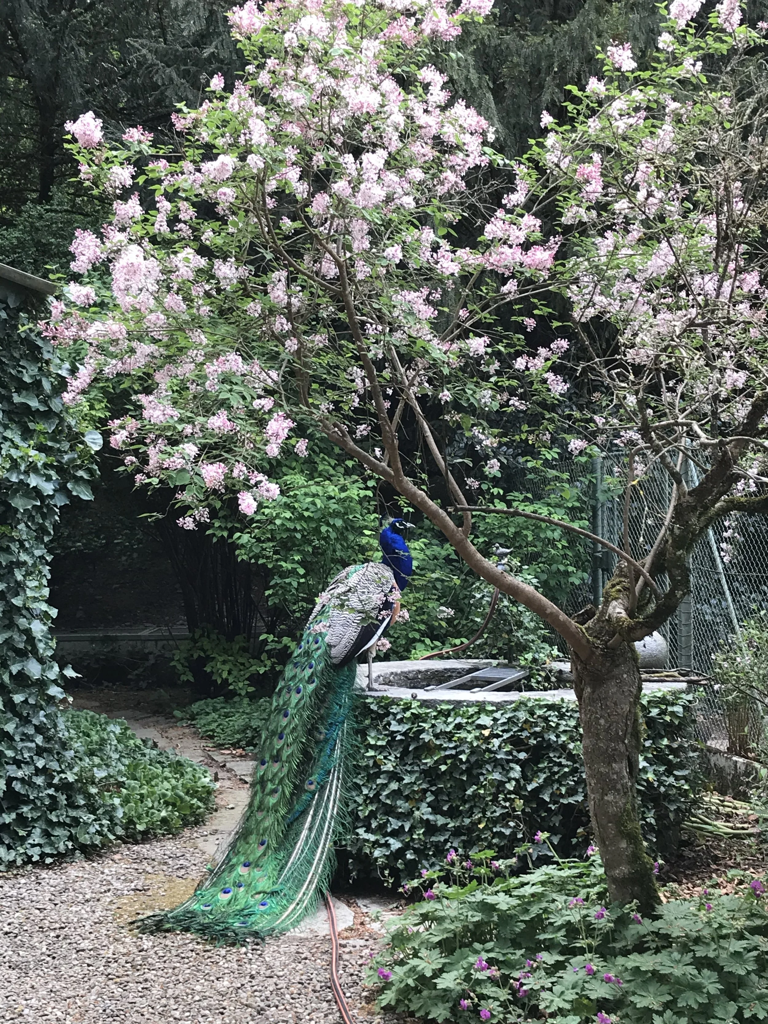 Pfau .jpg