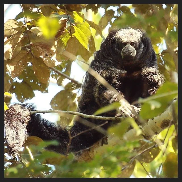 This #beautiful slightly alien looking Saki monkey lives in The #amazonjungle of Peru. Saki monkeys are a good indicator of ecosystem health .... what a great hairdo  #wild #wildanimals #monkey #peru #monkeysofinstagram #pactconservation #hairdo #uni