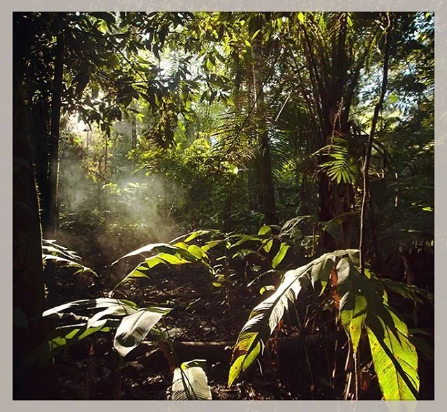 Mist rising early morning from the Amazon Jungle floor.  #amazonjungle #rainforest #beautiful #plants #planet #ecosystem photo: @hunterlloyd