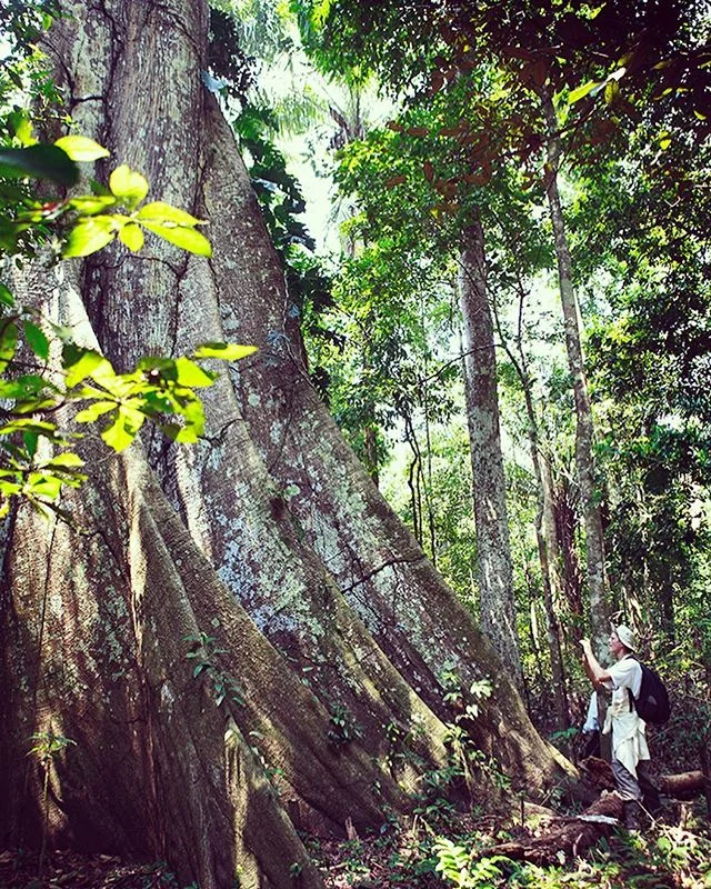 Surely this giant is the inspiration for the mother tree in #avatar. The mighty #kapok or Lupuna is the tallest tree in the Amazon jungle and is home to countless animals .  #peru #magic #conservation .  #incredible #rainforest #trees #tree #giant #i