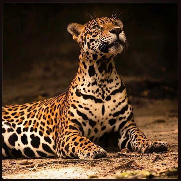 Here&rsquo;s why we do what we do here @pactconservation the mighty jaguar. Our work is to identify and monitor a jaguar biodiversity corridor through Peru using the latest in #technology and #local knowledge so all the creatures can live and breed i