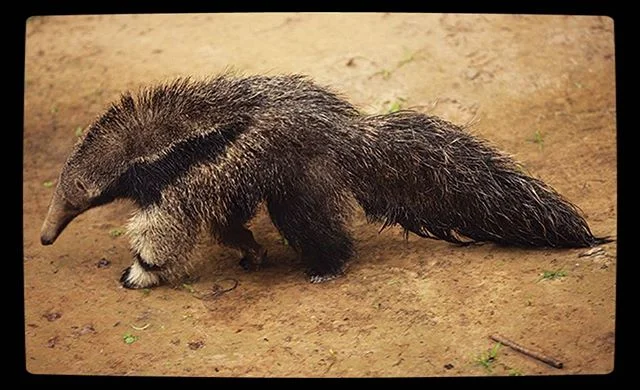 Amazon Anteaters (osohormigueros) are ridiculously cute but don&rsquo;t let the cute fool you! An anteater can defeat a jaguar in battle by shredding open its stomach with its powerful claws!! This little fella here is just a baby.  #amazon #babyanim