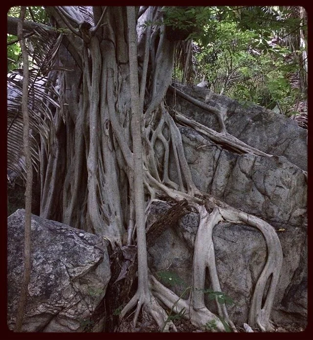 Nothing beats stumbling through the jungle and finding old, old trees. This beautiful fig has a classic fairyland feel. #tree #jungle #magic #fairyland #beauty #explore #naturephotography