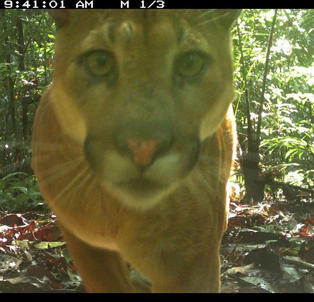 Just in from the camera traps in Reserva Pucacuru, Peru - the magnificent puma.!!!Congratulations to the @sernanp team for a great investigation and great photos. #puma #amazonjungle #biodiversity #conservation #jungle #technology #pactconservation #