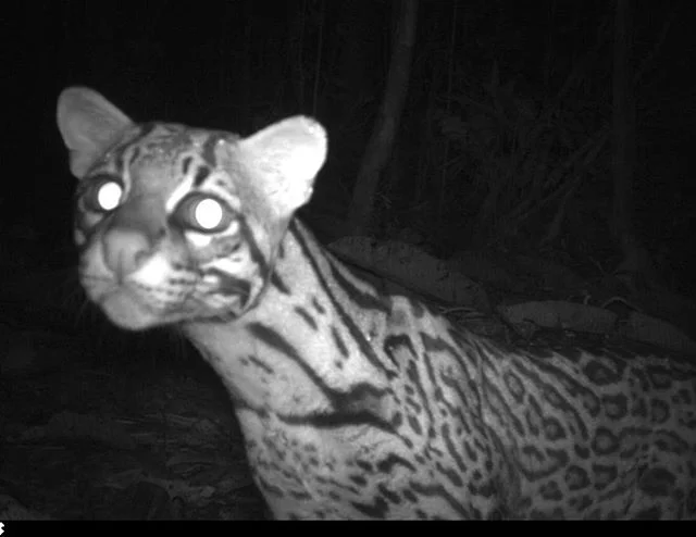 Like all cats, big and small this tigrillo (ocelot) comes for a curious look for a perfect selfie 🤳 Another great shot from @SERNANP investigaci&oacute;n in the @pucacuru reserve in #peru.  Our partners in the Amazon #amazon #jungle #science #invest
