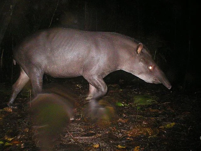 If every we needed a happy day it&rsquo;s Happy Tapir day! I love these big guys so unique and so important to the jungle. #tapir #amazonjungle #peru #brazil #wildllife #conservation #protection