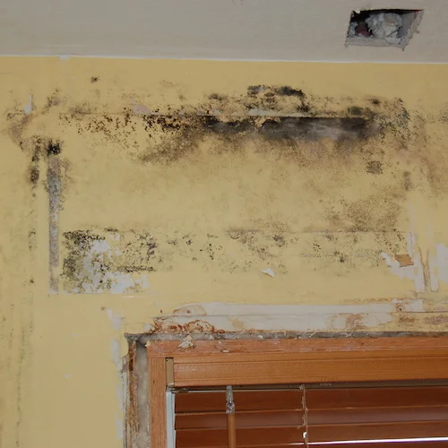 mold1website.jpg