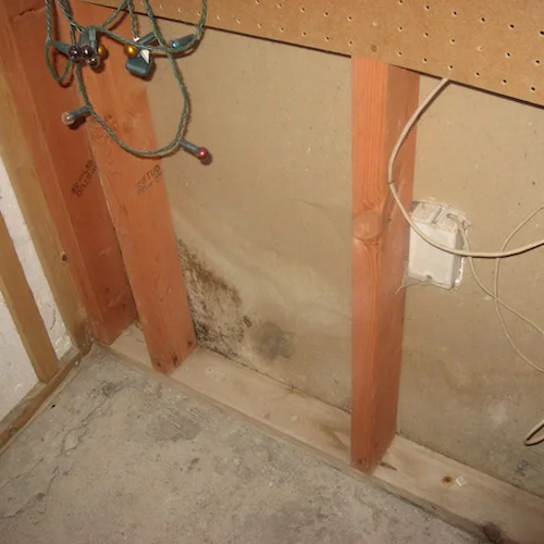 mold2web.jpg