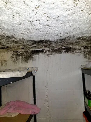 basement-mold.jpg