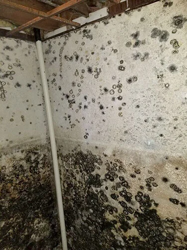 Abandoned Home with Mold Growth