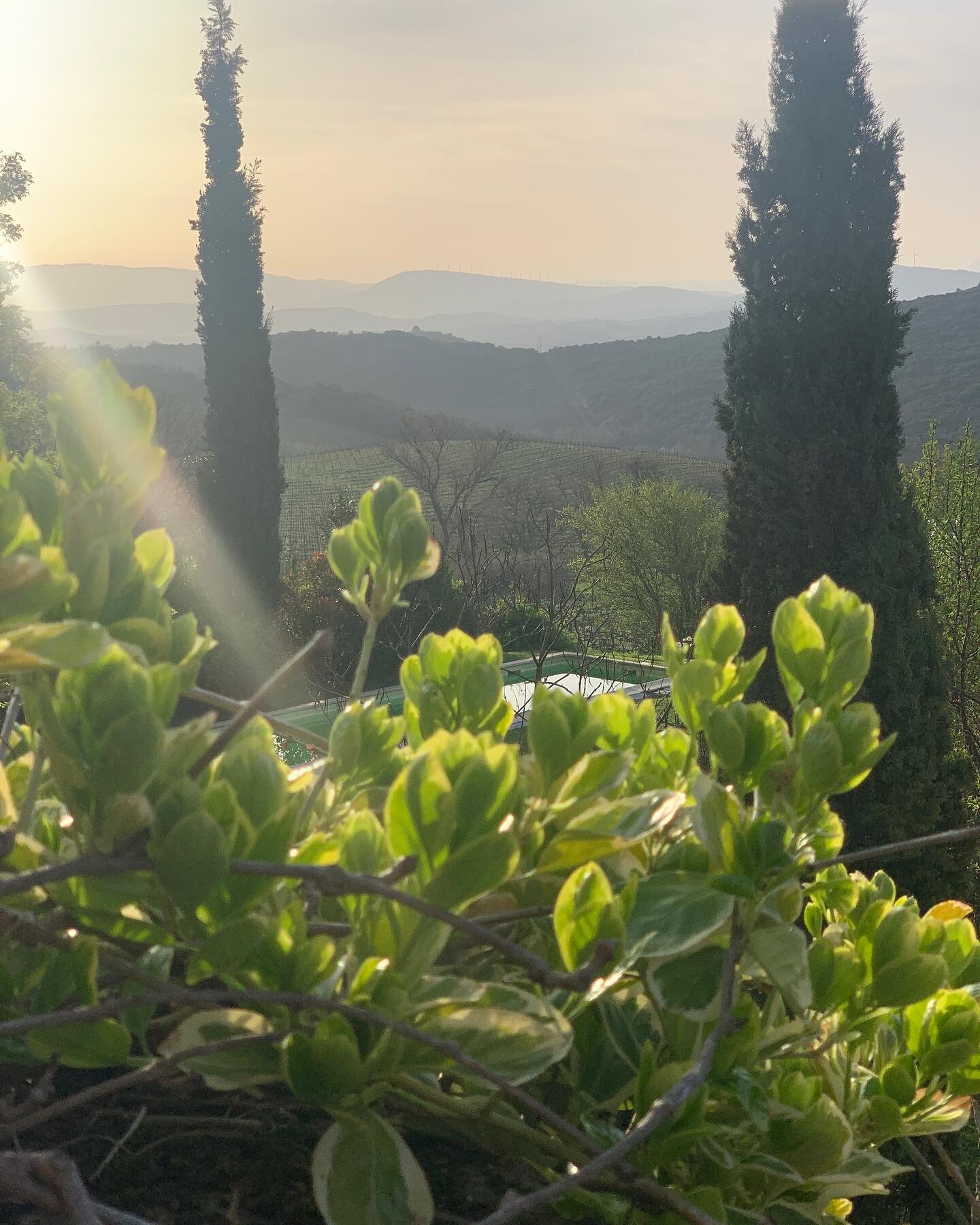 So green in the garden this morning. A feeling of Spring, with the leaves unfolding and the birds chattering. We have the last Winter Barn D&icirc;ner tonight, and it&rsquo;s a full house 🙏 . Wood fired pizza season from April! 

Le dernier Winter B