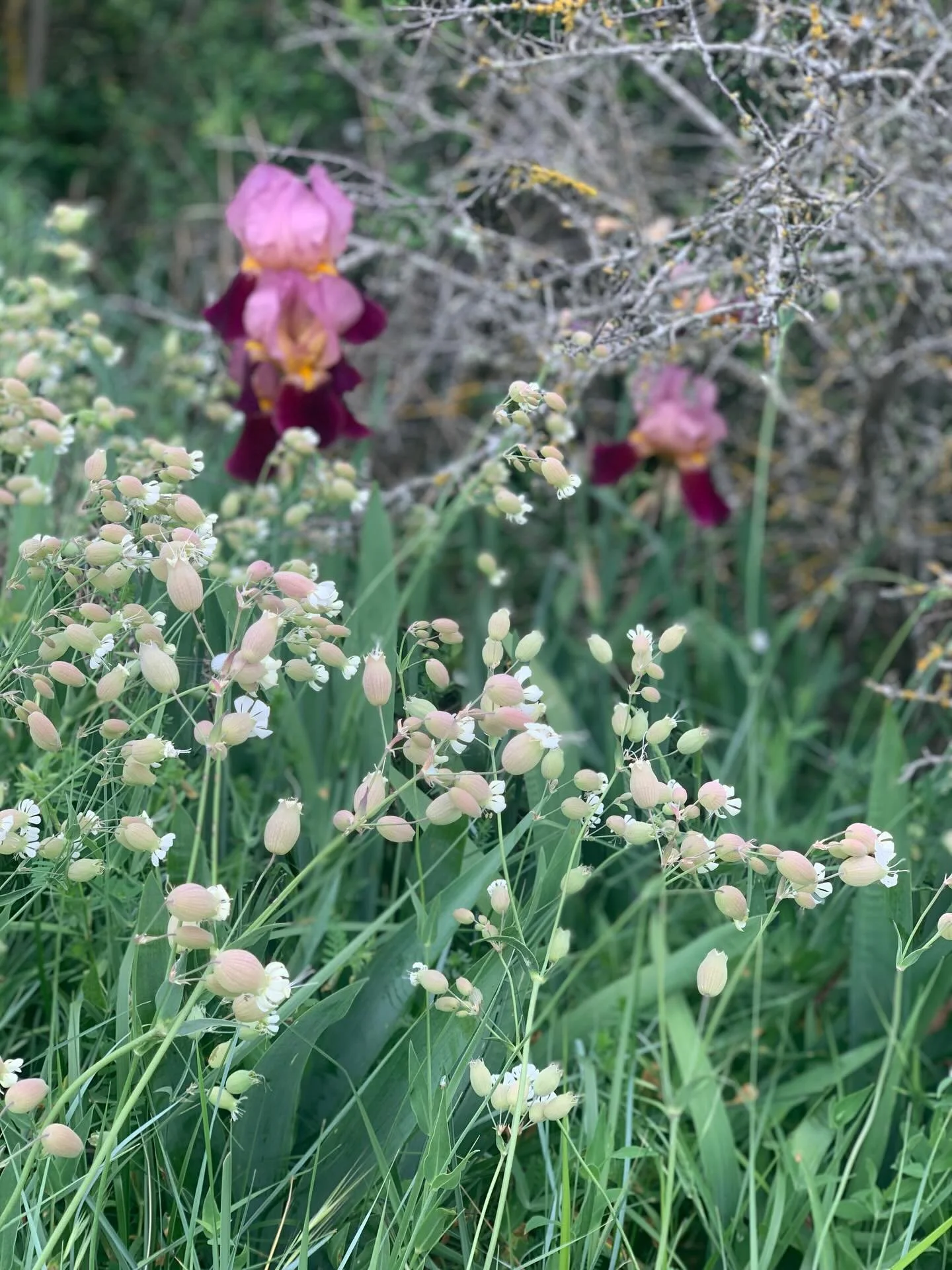 On our walk around the vineyards yesterday, the wild flowers were so plentiful. These are just a few we snapped ❤️ !

Our four g&icirc;tes are available for minimum stays of two nights. If you like walking now is the time to come! 

#wildorchids #spr