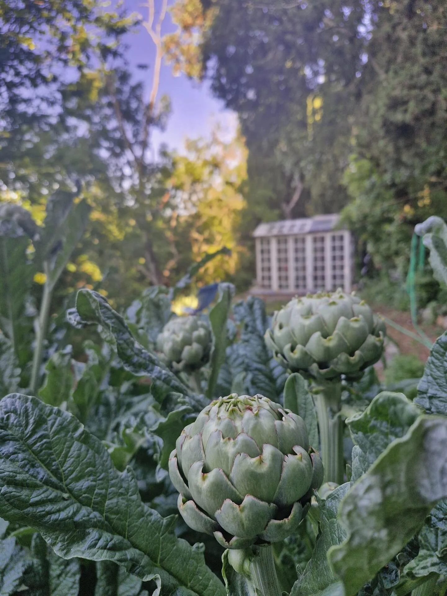 Yesterday ❤️. 

1 + 2- beautiful morning (finally), cut some artichoke for Sunday pizzas
3 + 4: 23eme F&ecirc;te des Roses in Camon ❤️
5: this one, genuinely loving garlicky snails since a toddler, now 16 years later 😘 
6 + 7: @ancienne_chatelaine b