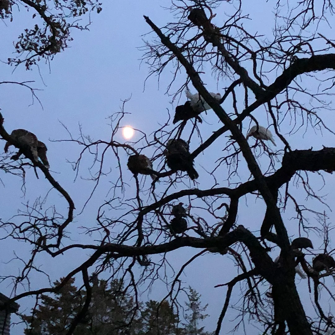 Days of Grace by  Edward George