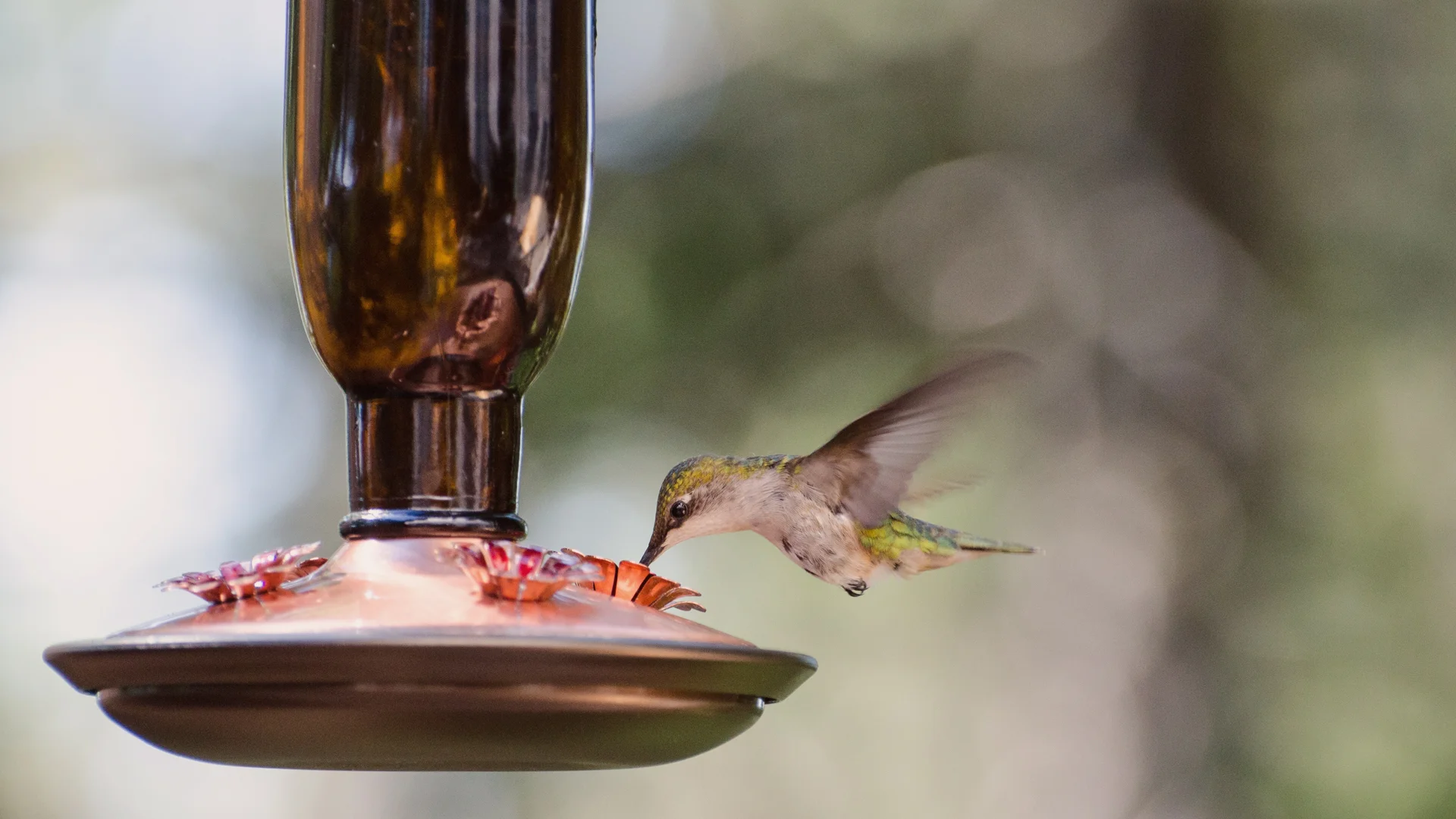 Hummingbird no text 1920x1080.jpg
