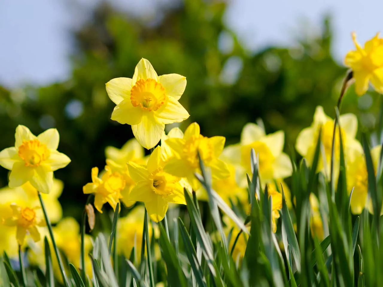 daffodils.jpg