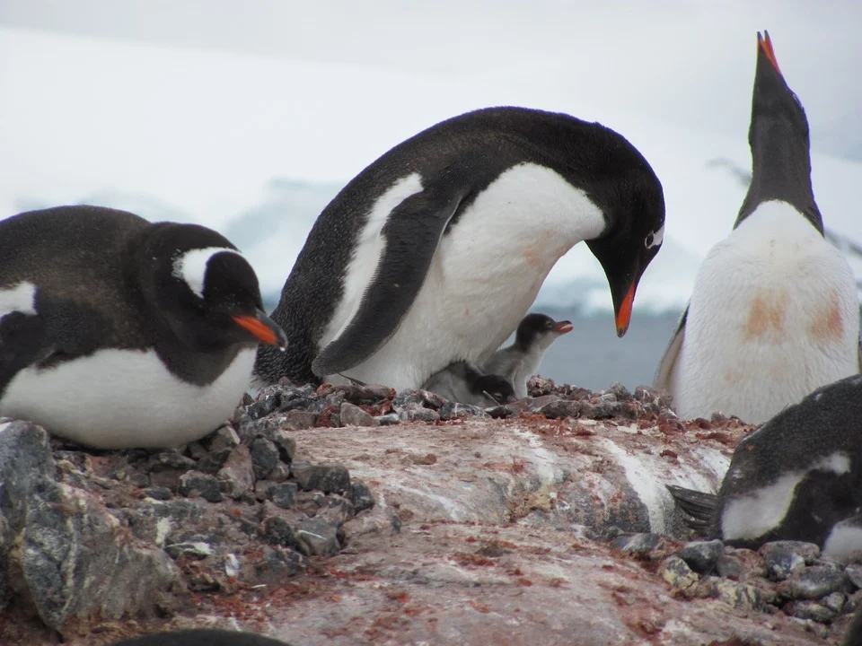penguin-2571361_960_720.jpg