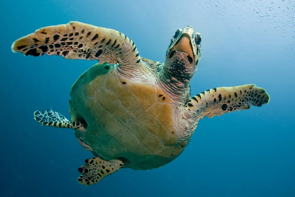 turtle-2250720_960_720.jpg