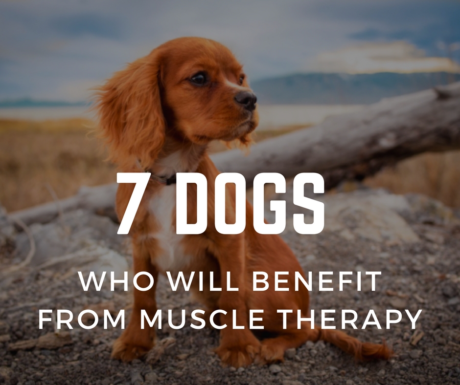 7 Dogs who will benefit from muscle therapy