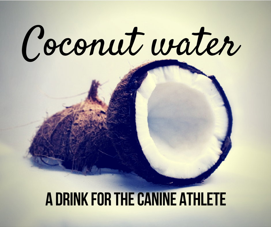 Coconut water : A drink for the canine athlete