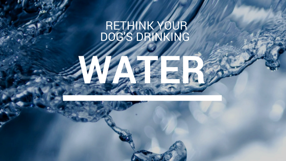 Canine_muscleworks_drinking_water_dog.png