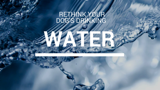 RETHINK YOUR DOG'S DRINKING-3.png