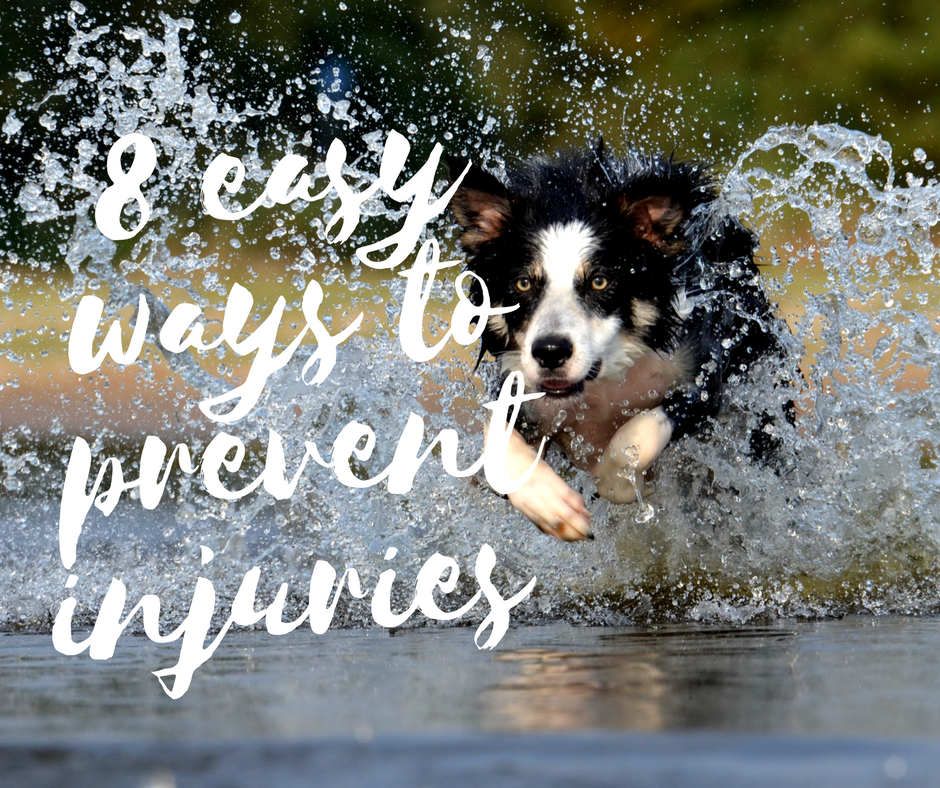 8 Easy Ways to prevent injuries in your sporting dog