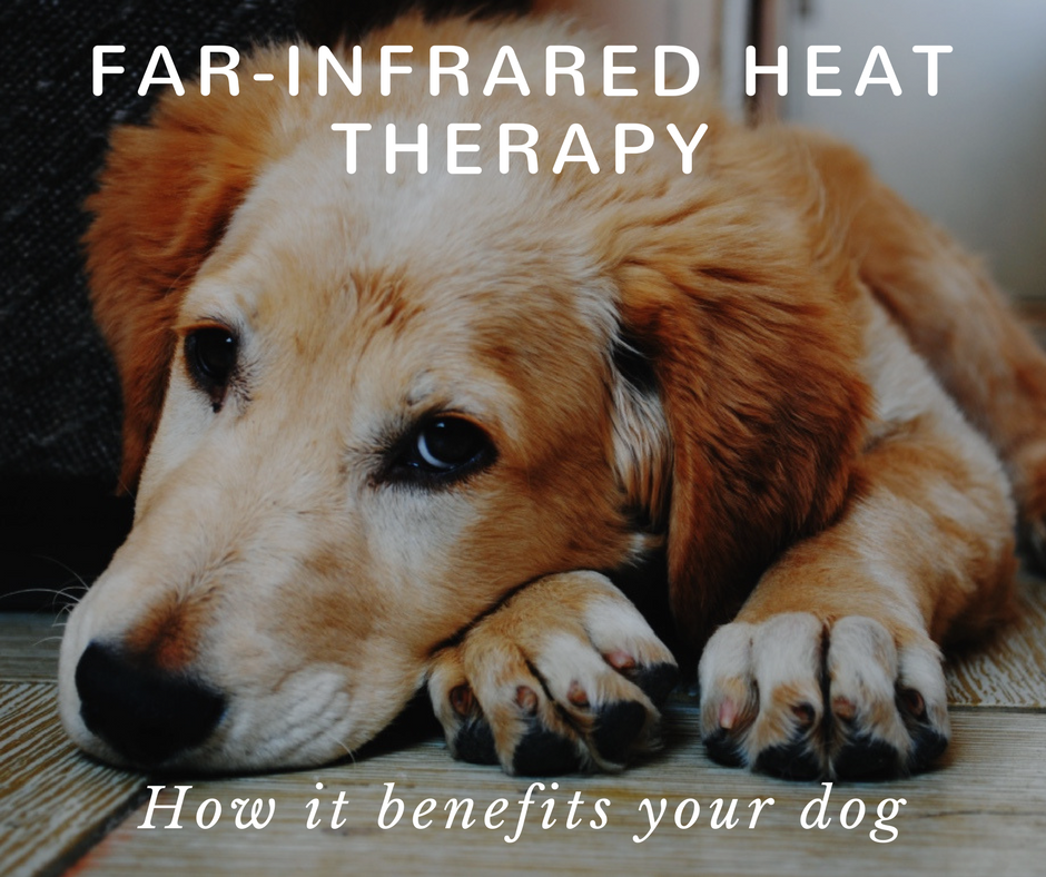 Far-Infrared Heat Therapy: How it benefits your dog — CANINE WORKS