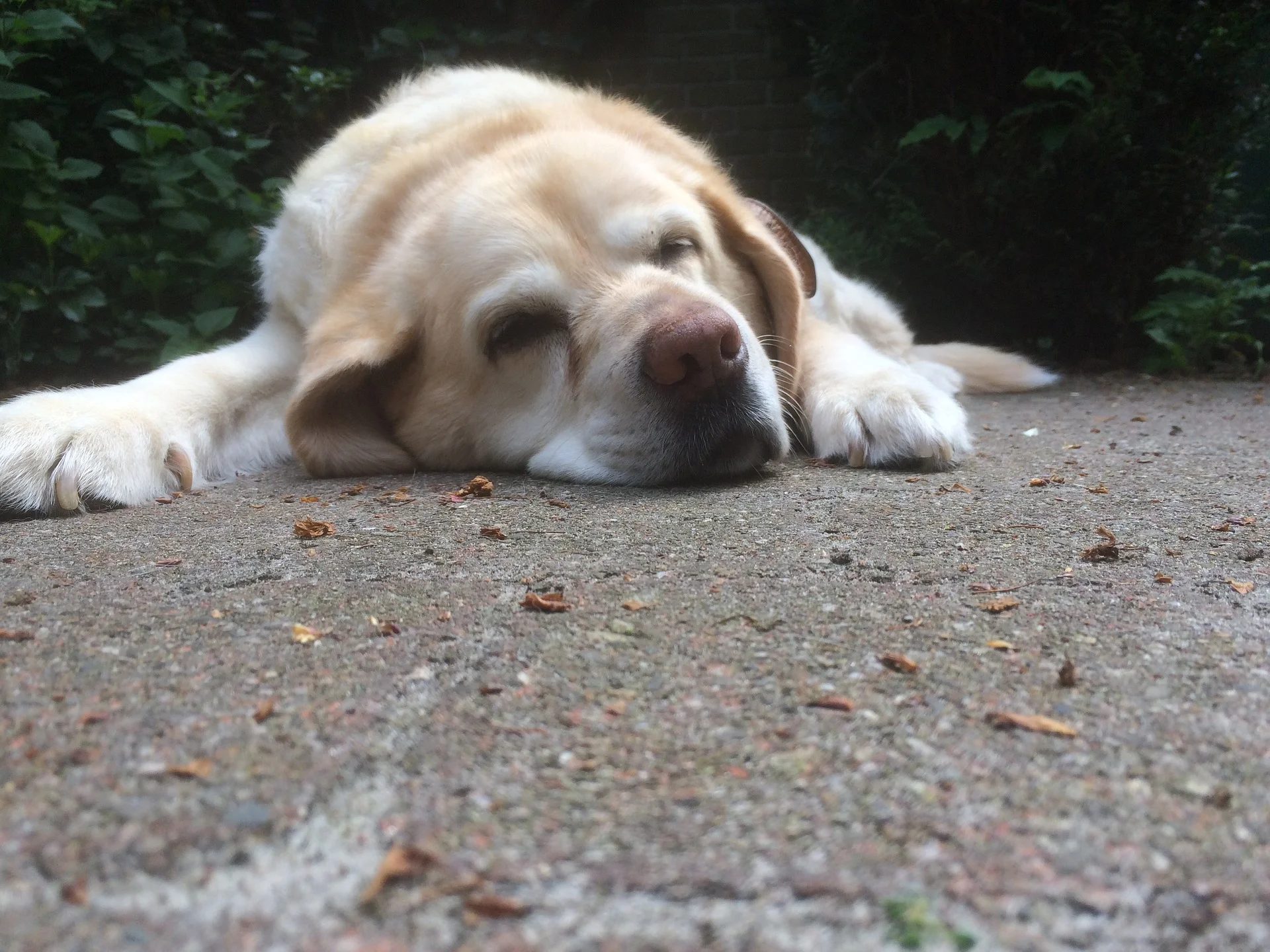 old-dog-2439242_1920.jpg