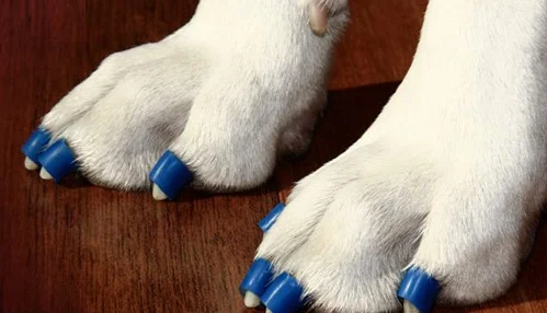 Toe Grips