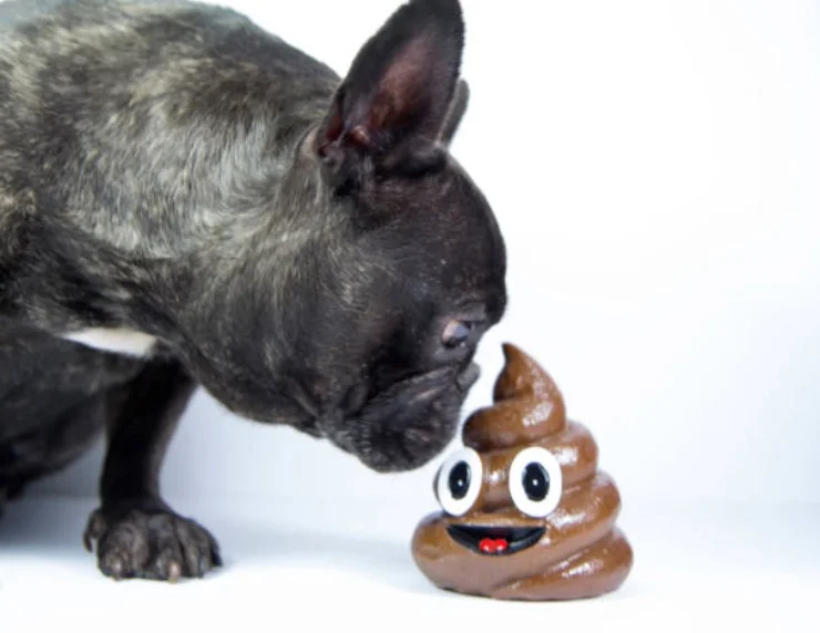 dog poo2jpg.jpg