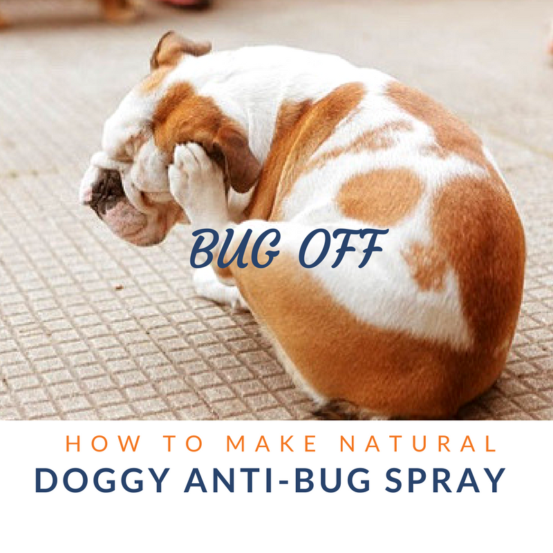 Bug off: How to make natural anti-bug spray for dogs