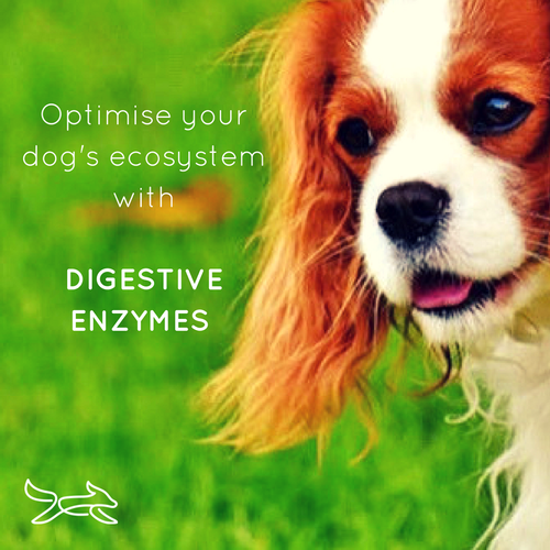 Digestive Enzymes Optimise your dog s ecosystem CANINE WORKS