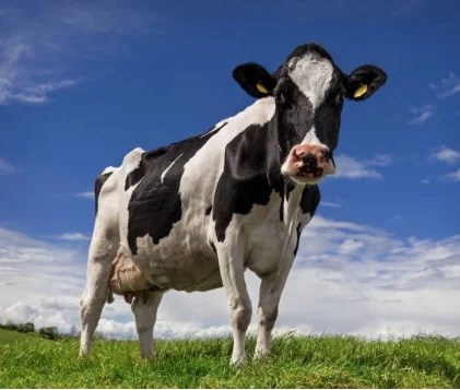 cow.jpeg