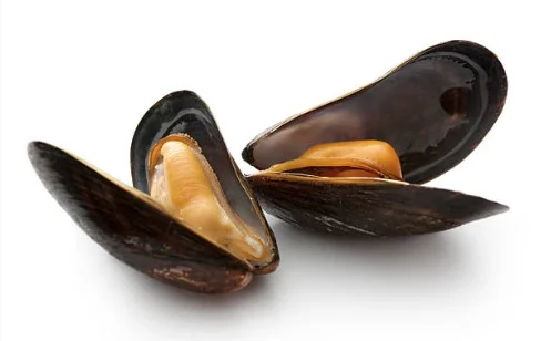 Mussel
