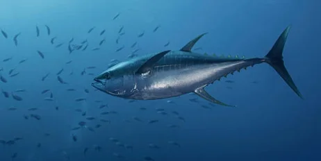 feeding fish to dogs