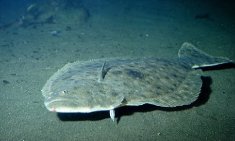Flounder : Avoid bottom feeders